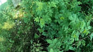 Романцевские горы / Тульская область