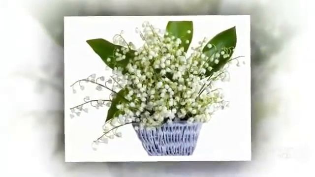 Цветы Ландыши (lily flower)