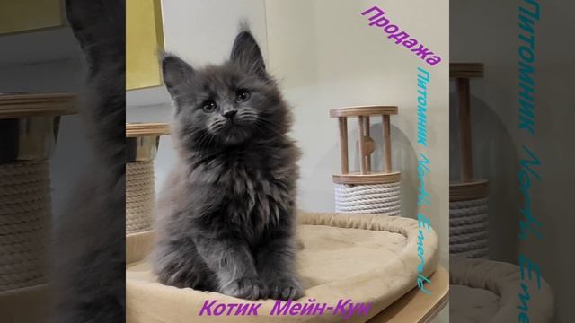 котик Мейн-Кун продажа