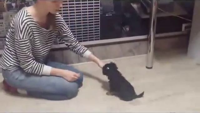 Йорк Смоки Как научить щенка команде Дай лапу