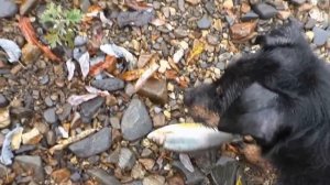 Хариус на мушку.Подводная съёмка хариуса.