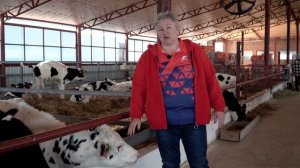 Как правильно выращивать ремонтный молодняк КРС? Кормление и содержание телят. Комбикорм для телят.