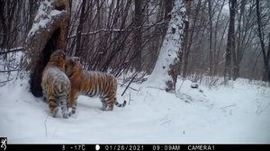 АМУРСКИЙ ТИГР И ТИГРИЦА 2021