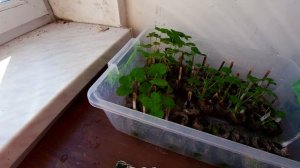 Микориза выращивание белого гриба и клубники обзор семян часть 1