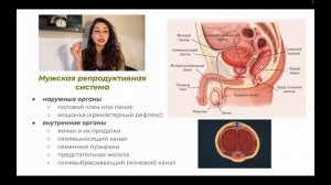 Анатомия — Мужская половая система