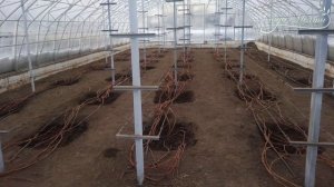 Основы выращивания винограда в теплице #садовыйэксперт