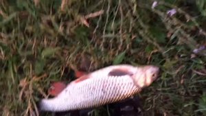 Личный рекорд по голавлю 1,5 кг