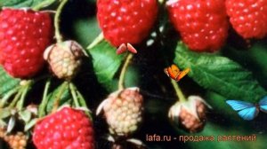 Малина ремонтантная Элегантная (elegantnaia) ? обзор: как сажать, саженцы малины Элегантная