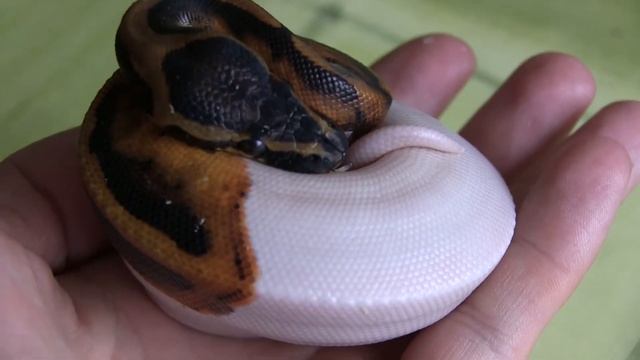 Python Regius - Pied 1,0