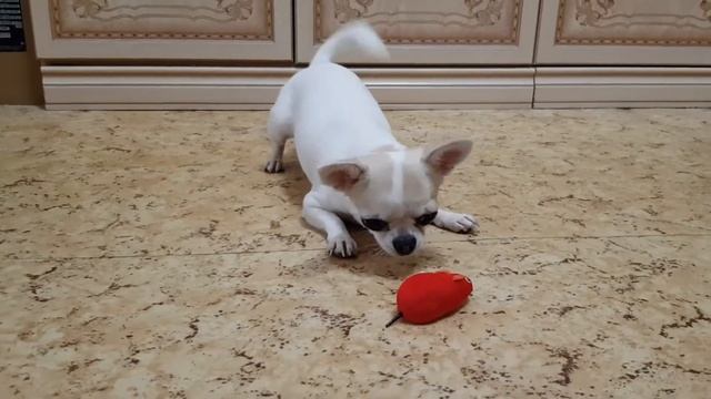 Как ловят мышей коты и собаки. смотреть онлайн