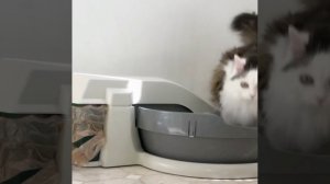 Автоматический кошачий туалет.mp4