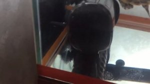 Акватеррариум для красноухой черепахи наконец-то куплен!