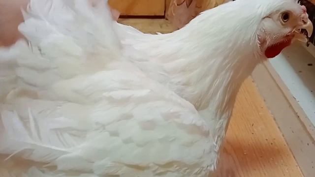Перепелятам 5 дней! Бесполезная перепёлка, куда её??? Бройлеру на кухне 3 месяца!