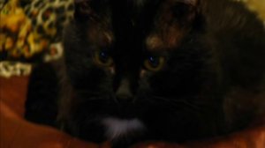 ПЁРЫШКИ У ПТИЧКИ...wmv