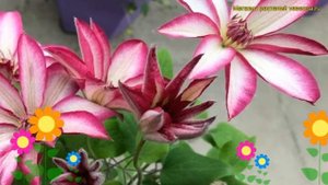 Клематис гибридный Пикоти. Краткий обзор, описание характеристик clematis Picotee