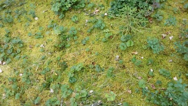 Сбор морошки смотреть онлайн