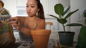 REPOTTING PLANTS | FIDDLE LEAF FIG, FICUS AUDREY, & MORE