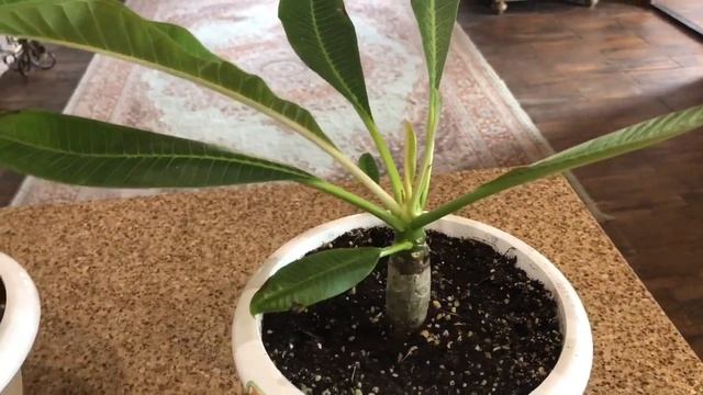 Плюмерия в комнатных условиях, сентябрь 2018 смотреть онлайн