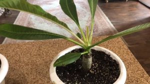 Плюмерия в комнатных условиях, сентябрь 2018