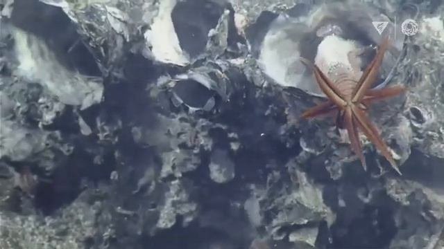 Глубоководные жители Океана