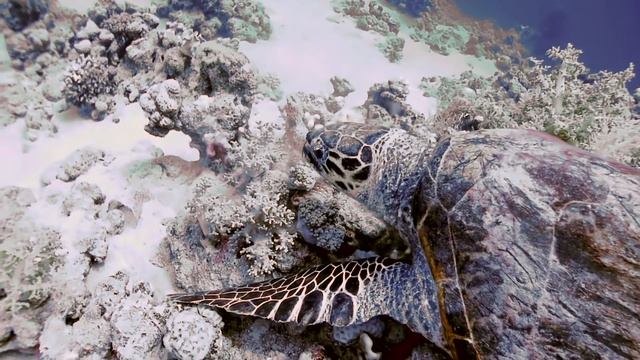 Egypt SeaBike смотреть онлайн