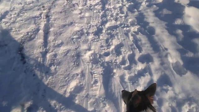 Общение с лабрадором. #шалайка#собака_Сулимова,#собакашалайка,соьако_псовый_гибрид смотреть онлайн