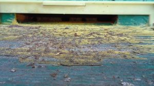 Пчелиные семьи продолжают шуметь в улье в чём причина? Активные пчёлы! #пчеловодстводляначинающих