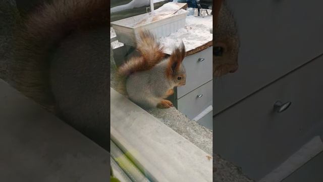Бельчонок??#животные#белка#animals#nature#смешныеживотные#belka