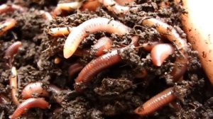 Калифорнийские Черви. Высочайшее качество маточного поголовья, доставка по всей России.