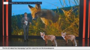 Семейство дружелюбных лис заметили возле села Татарки на Ставрополье
