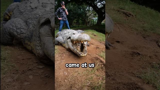 120 Year Old Almost Eats Camera Guy (an actual dinosaur) @dingodinkelman смотреть онлайн