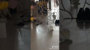 самые смешные какаду! лучшие попугаи!