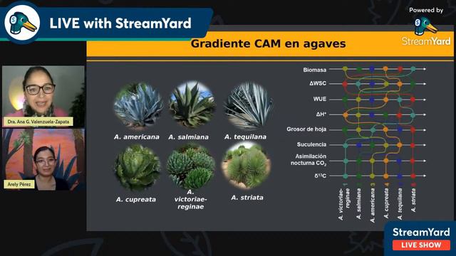 Avances en la investigación de la fisiología de Agaves Dra. Arely V Pérez-López смотреть онлайн