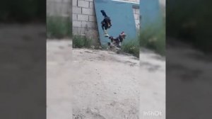 бой дакана с простым петухом