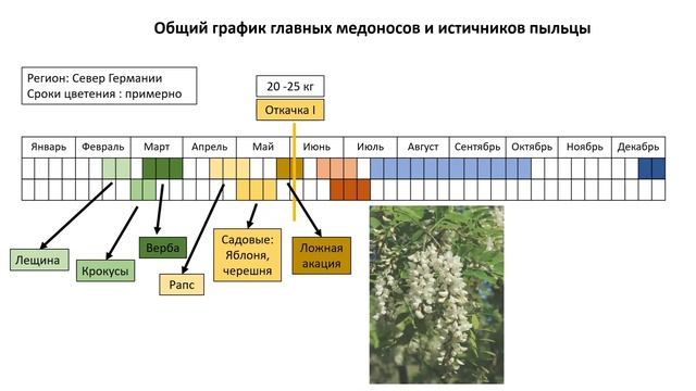 Пчеловодство в Германии.  Основные медоносы и источники пыльцы. Медопродуктивность семей в сезон смотреть онлайн