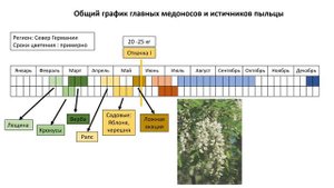 Пчеловодство в Германии. Основные медоносы и источники пыльцы. Медопродуктивность семей в сезон