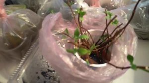 Черенкование метельчатой Гортезии. Простой способ.