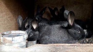 Кролиководство.Выход крольчат из маточника у Лизы.
