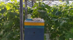 пчелы в теплице зимой