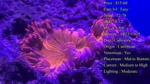 All About The Rock Flower Anemone