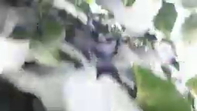 ПЛЮЩ ЦВЕТЕТ Vselennaya uvlecheniy смотреть онлайн