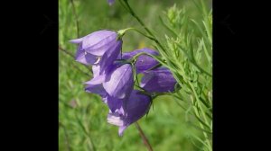 Редкие растения Татарстана