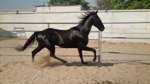 Учим Животных на английском Корова Собака Динозавр Лошадь Развивающие Мультики для Детей