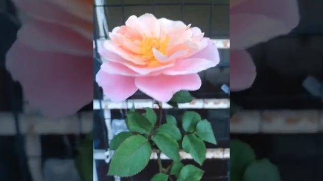 Hoa hồng Distant drums Floribunda rose