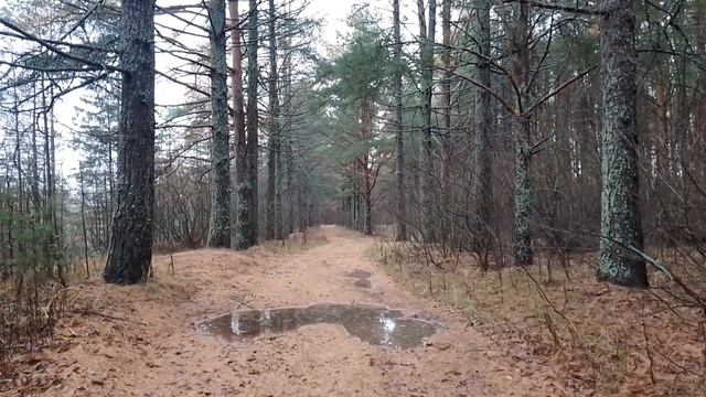 Сосновый лес Бор зимой в Антоново Овсеенко