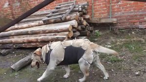 Как собаке  дать таблетку