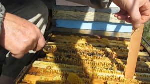 Подготовка пчел к зимовке Закормка пчел в зиму Секрет хорошей зимовки пчел