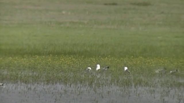 «Тайны заповедной земли». Коргалжинский государственный заповедник -- жемчужина Казахстана смотреть онлайн