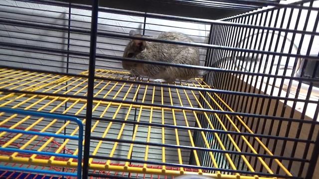 Пополнение. Мелкие дегу. смотреть онлайн