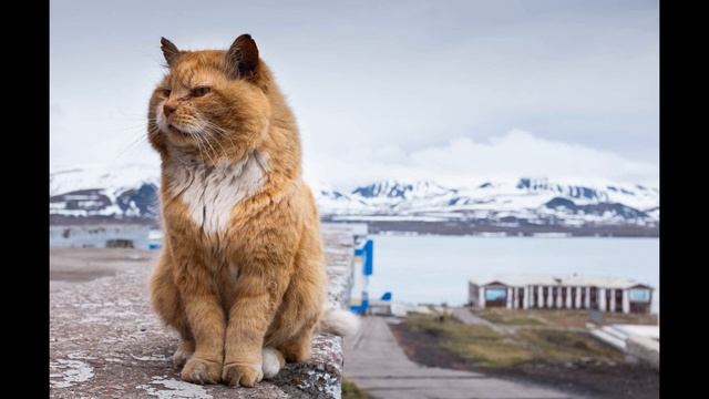Единственный кот-песец Шпицбергена умер #animals смотреть онлайн